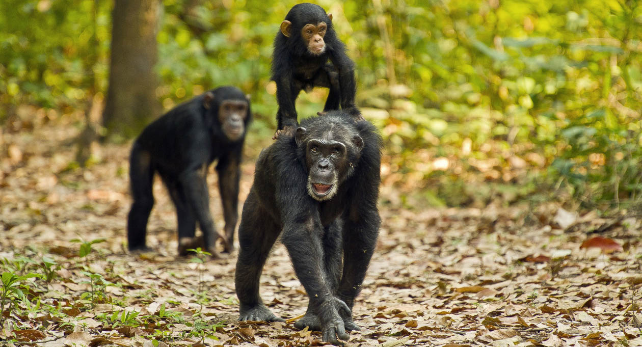 How long should I spend on a Uganda photography safari 